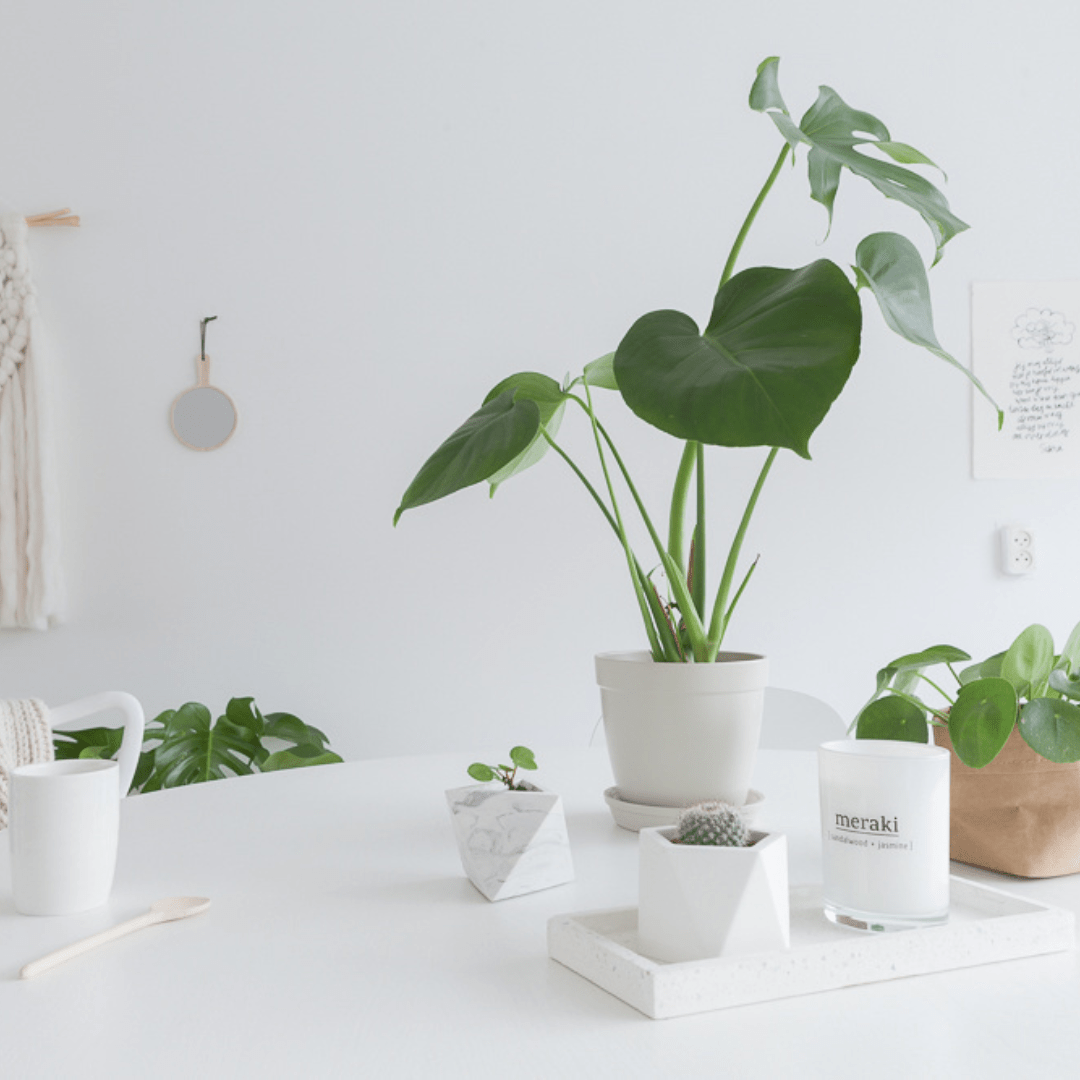 Alles wat je moet weten over de Alocasia - Green Bubble
