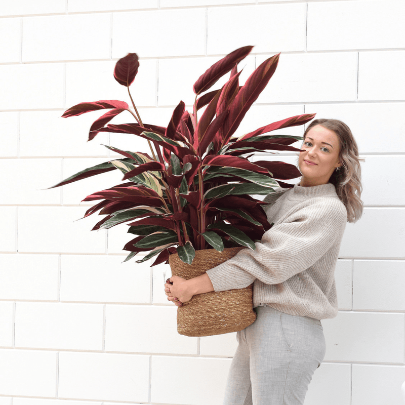 Roze kamerplanten zijn hot! - Green Bubble