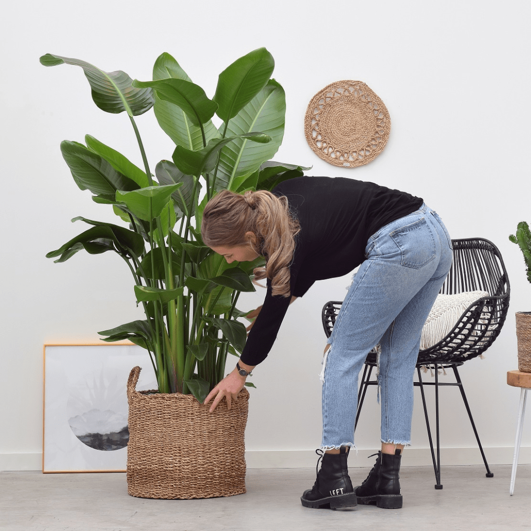 Skab plads i dit hjem med en af disse store stueplanter - Green Bubble