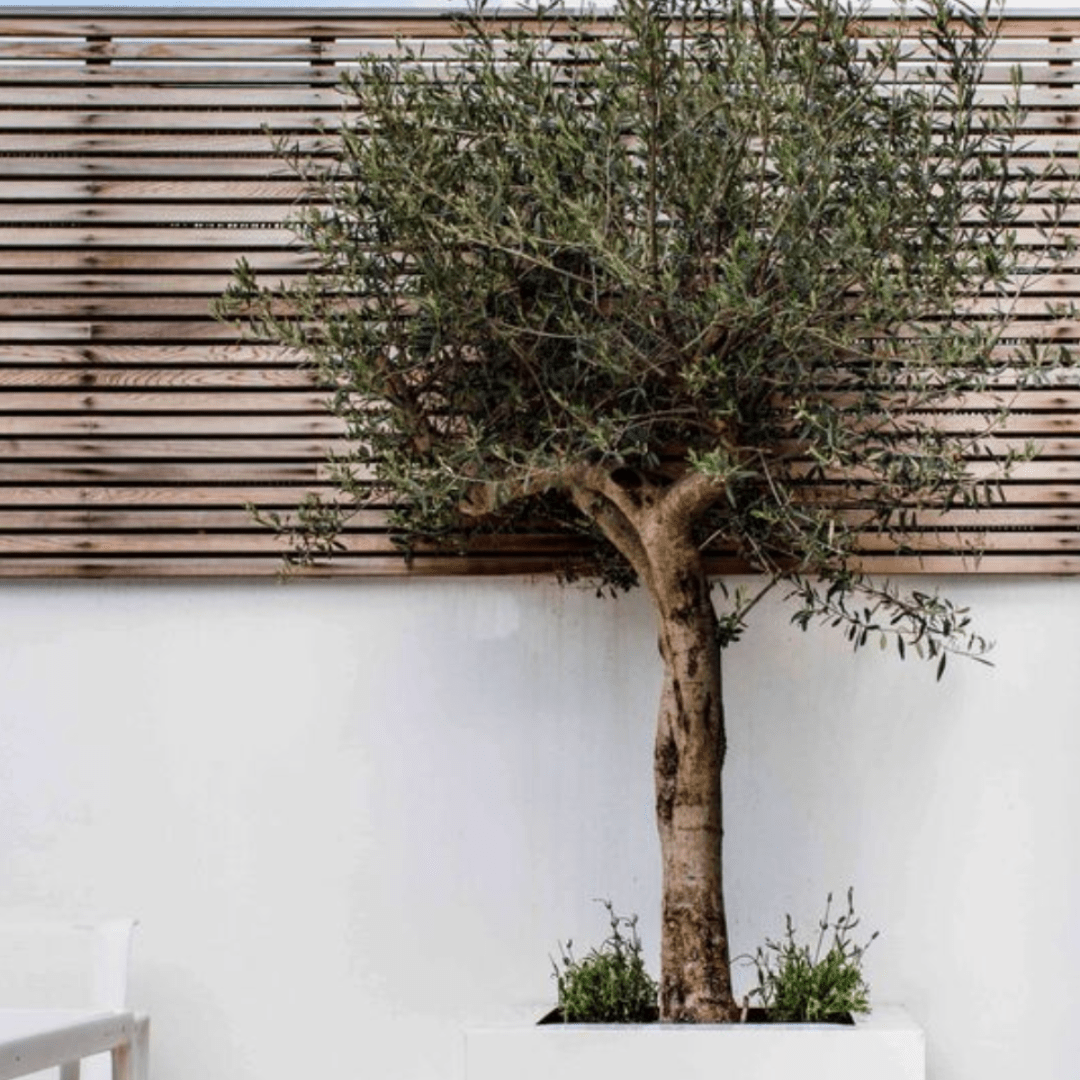 ¿Cómo proteger su olivo o palmera del frío (exterior)? - Green Bubble