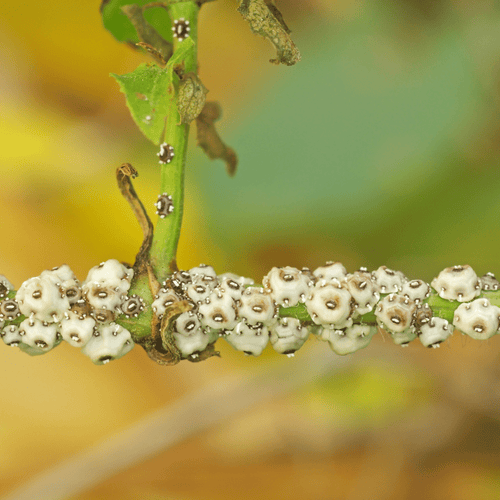 How do I control scale insects? - Green Bubble