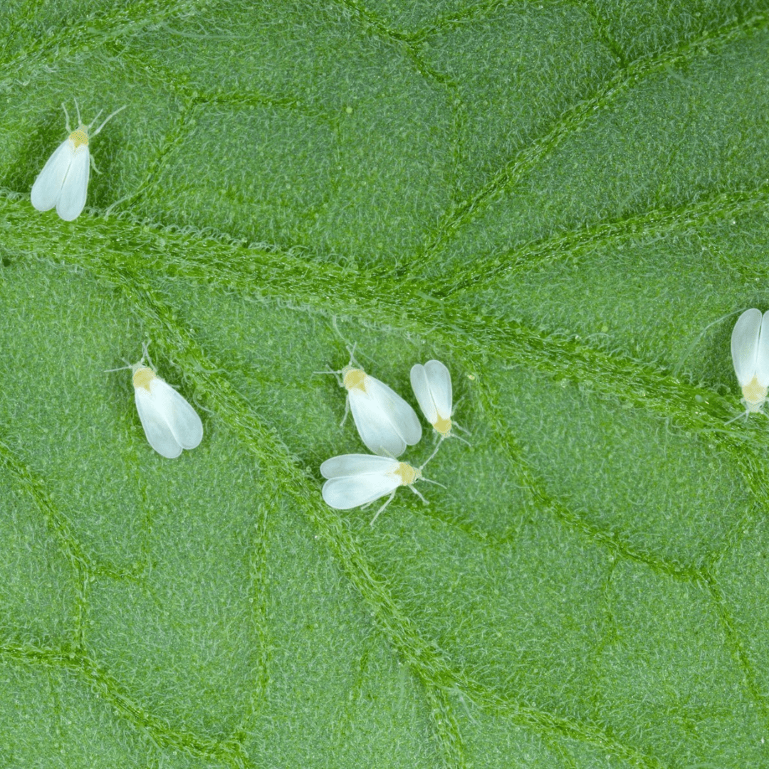Hur kontrollerar jag Whitefly? - Green Bubble