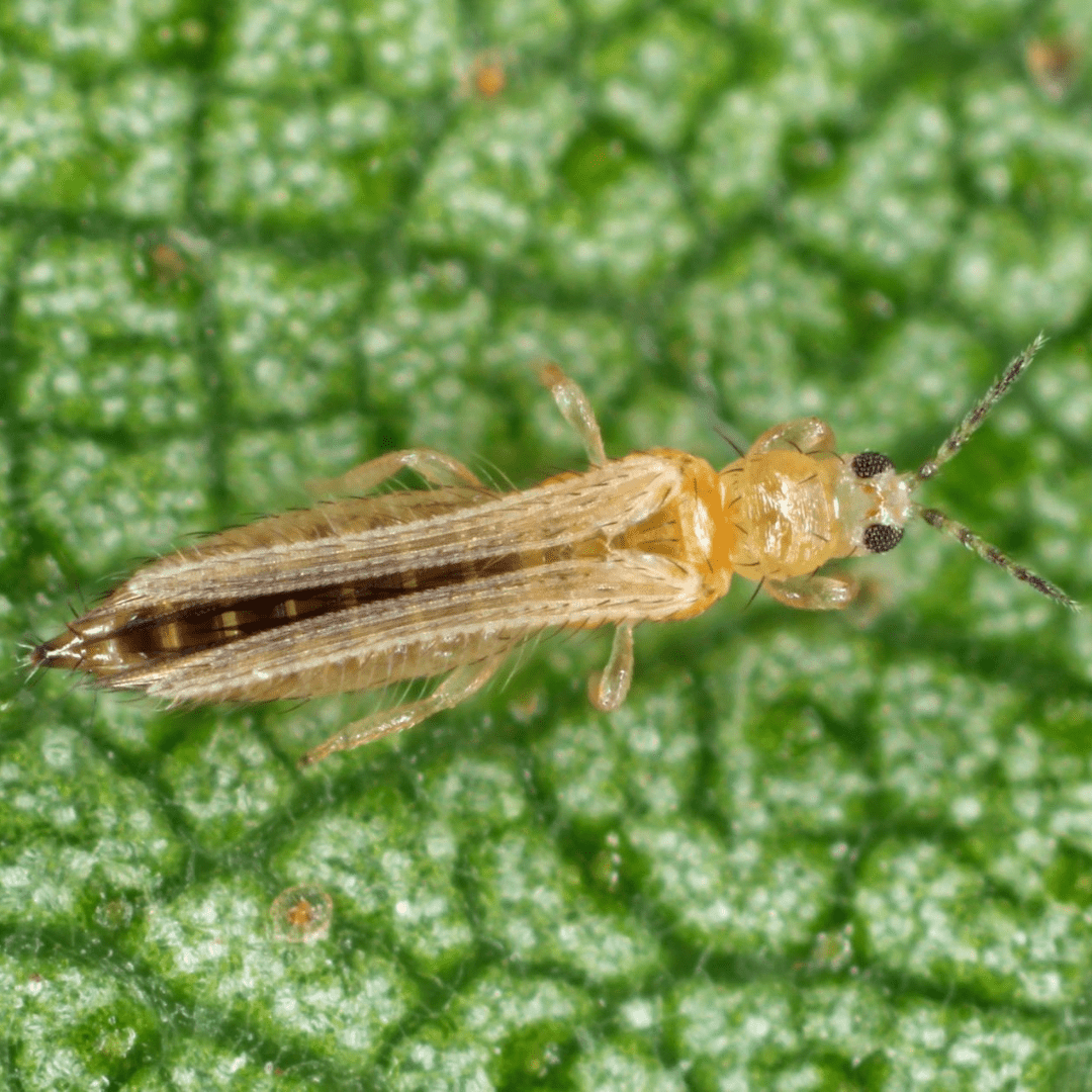 How do I control thrips? - Green Bubble