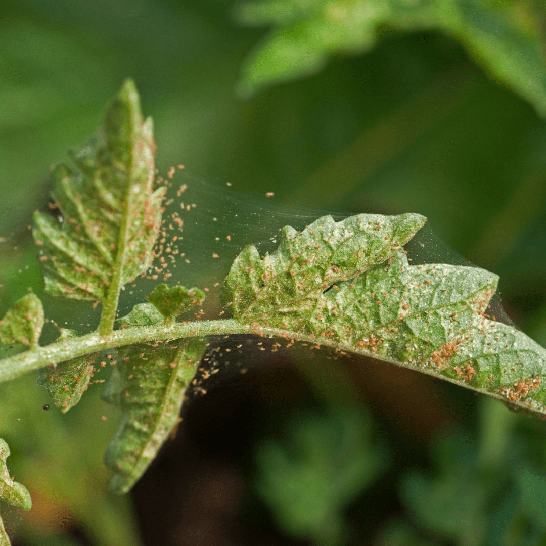 How do I control spider mites? - Green Bubble