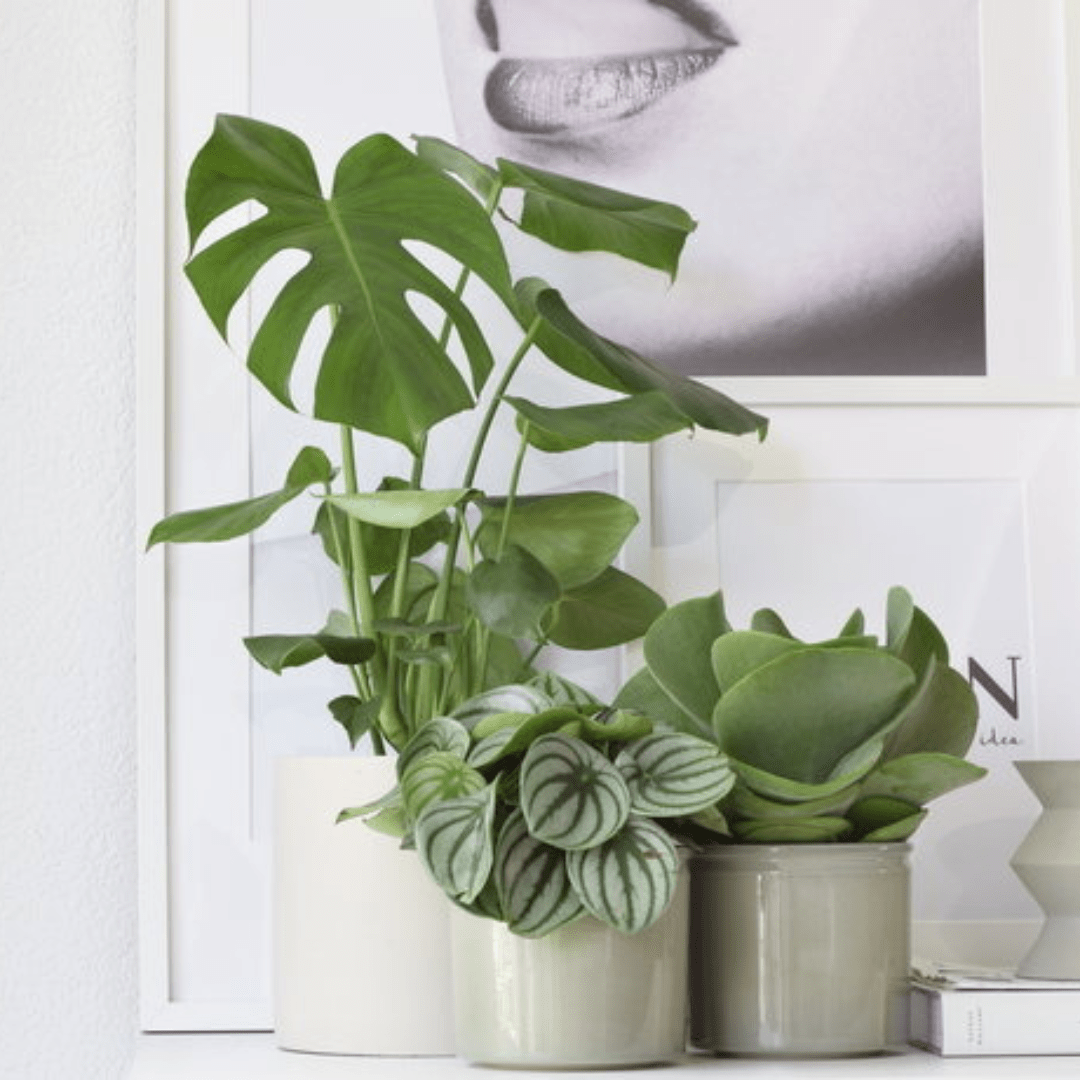 Comment couper ma plante d'intérieur Monstera ? - Green Bubble