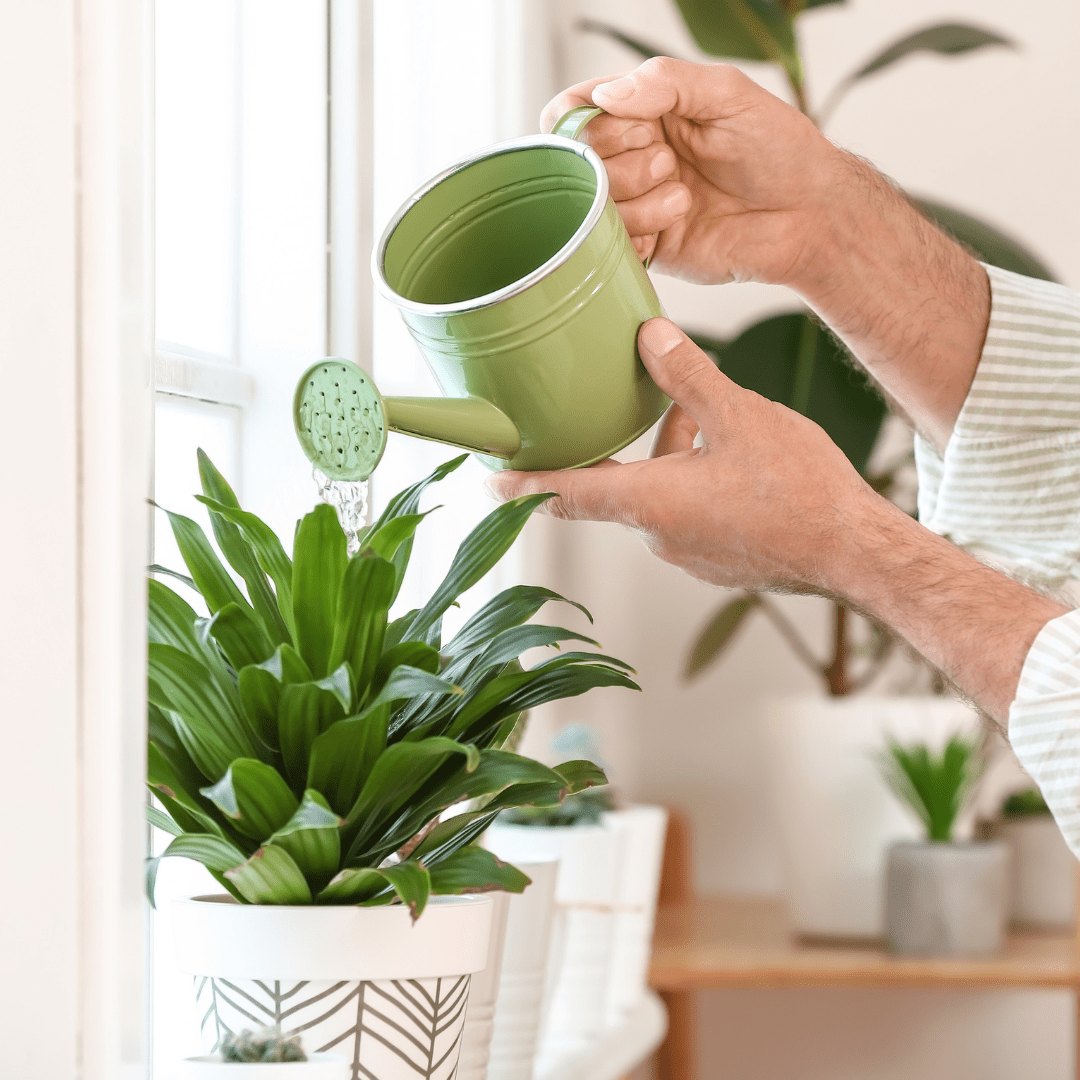 Planten water geven tijdens de vakantie - Green Bubble