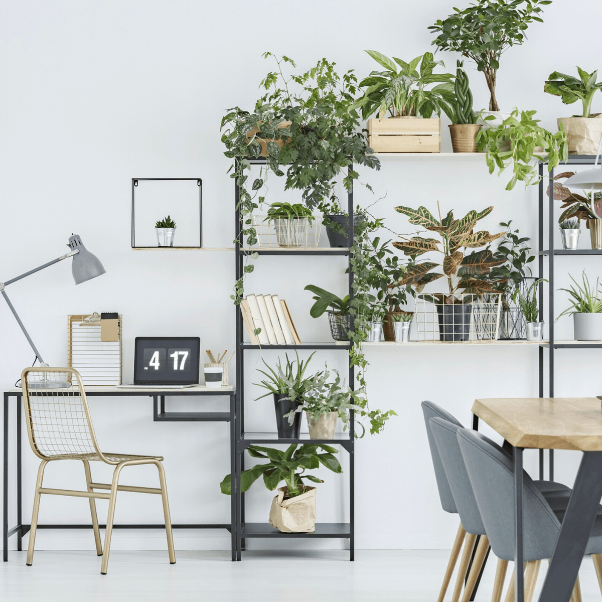 Kamerplanten voor op studentenkamers - Green Bubble