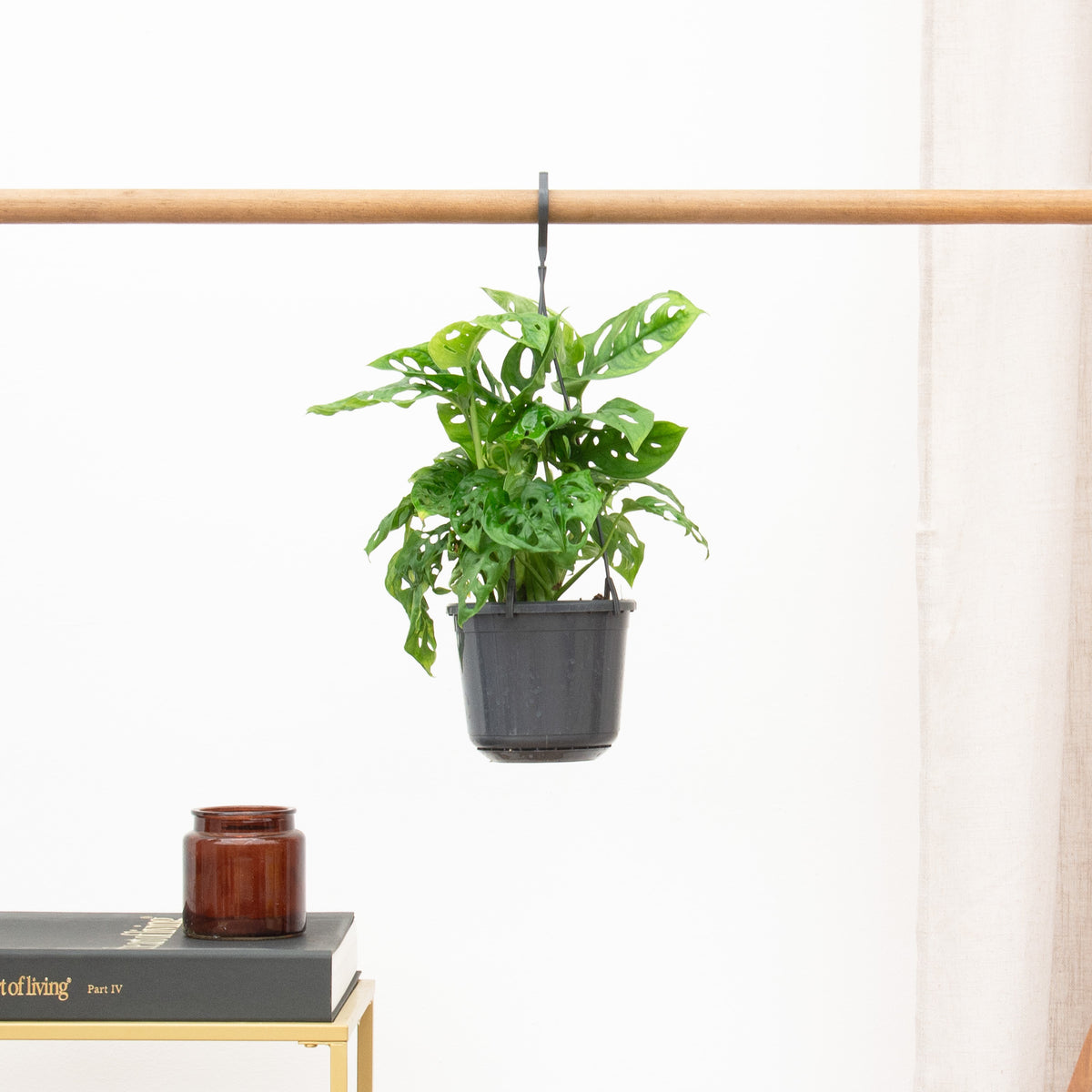 Tips til pleje af Monstera - Green Bubble
