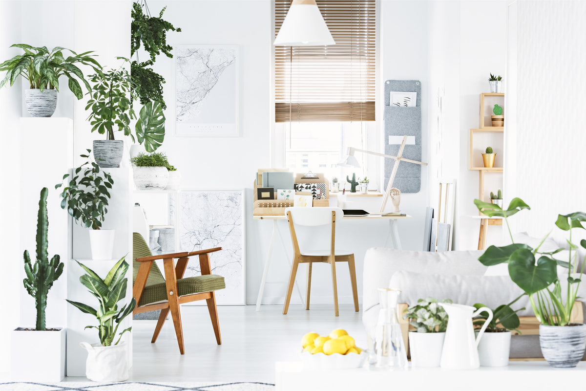 Vores 5 mest 'lout-proof' planter til hjemmet - Green Bubble
