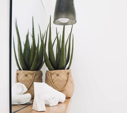Hvordan klipper jeg min Aloe Vera stueplante? - Green Bubble