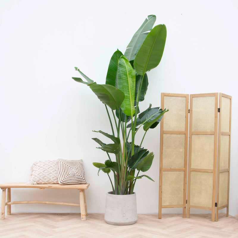 De beste verzorging voor je kamerplanten in de zomer - Green Bubble