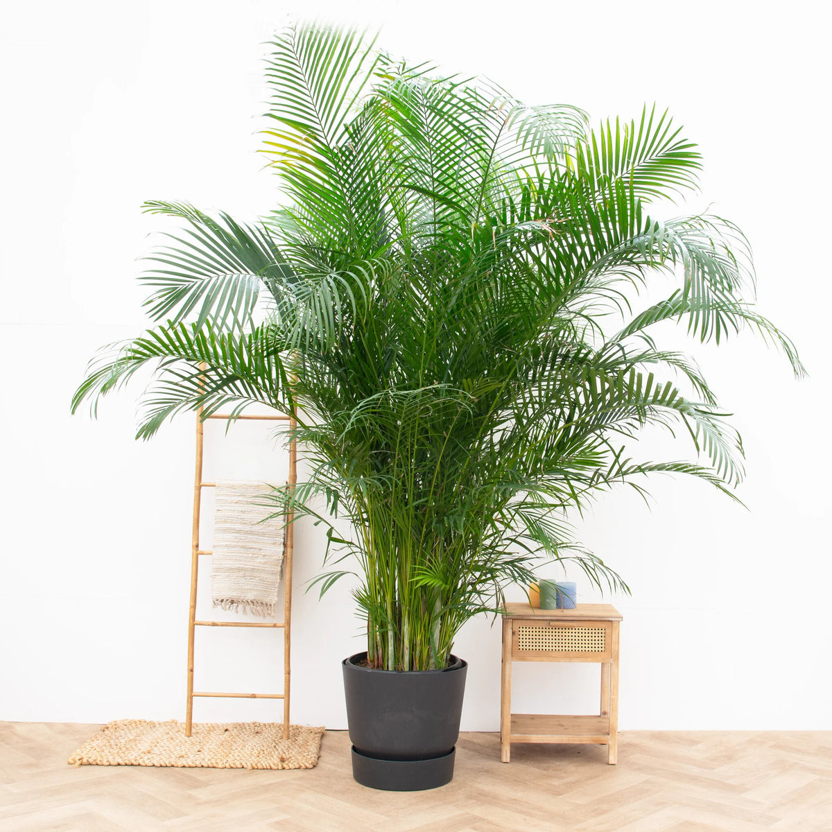 Hvorfor det er sundt at have stueplanter i dit hjem - Green Bubble