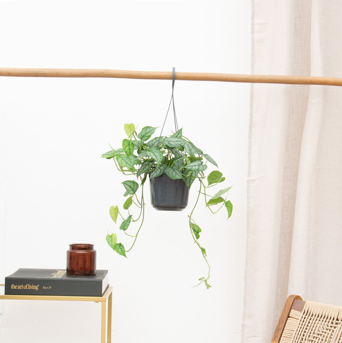 De populairste hangplanten van dit moment - Green Bubble