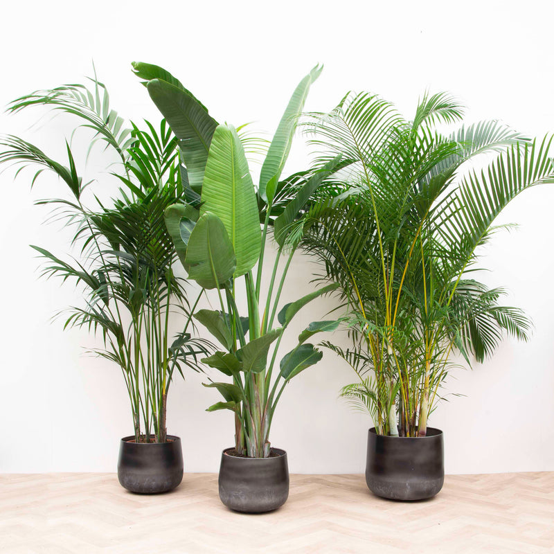 Kamerplanten trends - Green Bubble