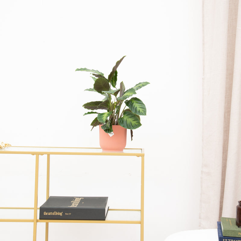 Hoe stek ik mijn Calathea? - Green Bubble