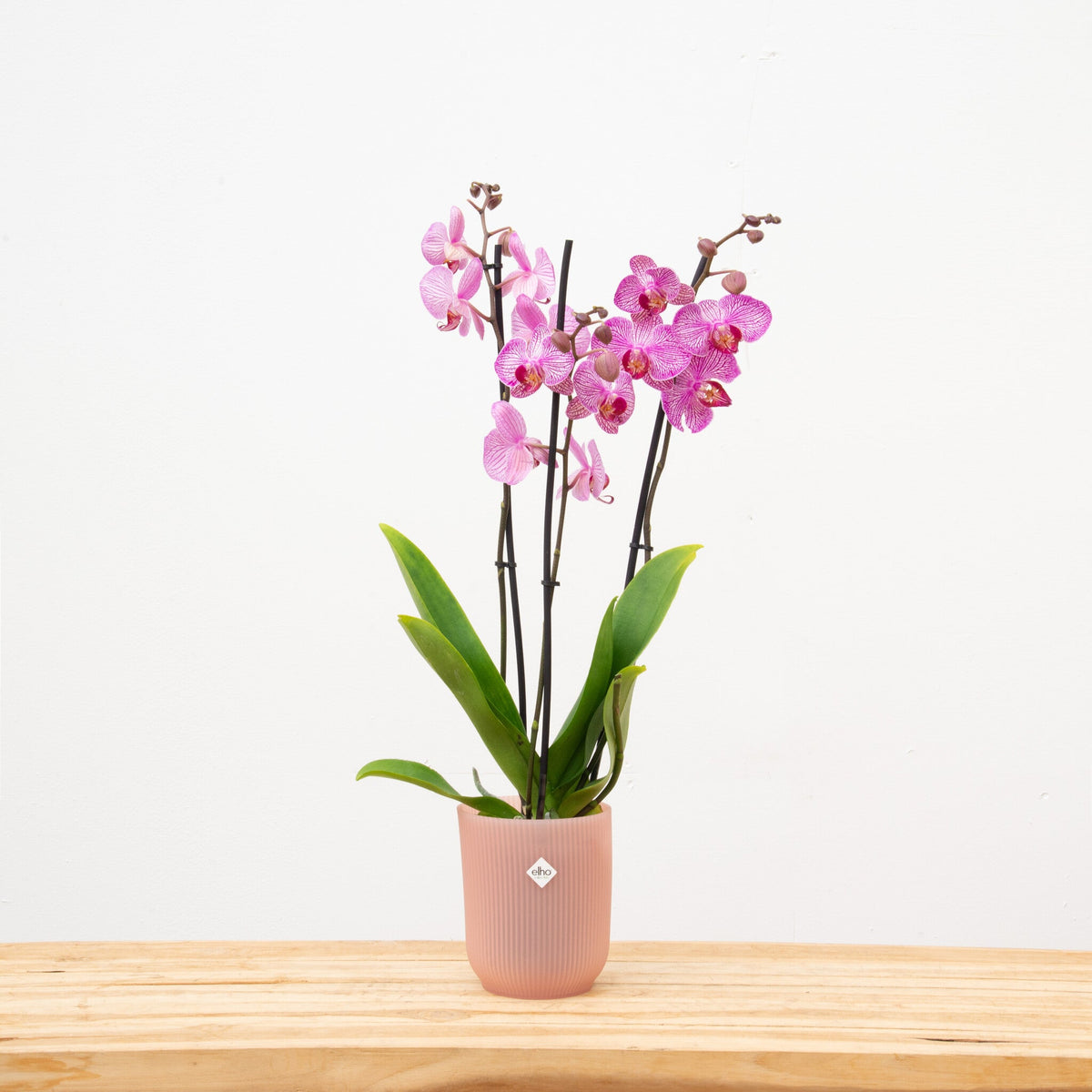 How to cut my orchid - Green Bubble