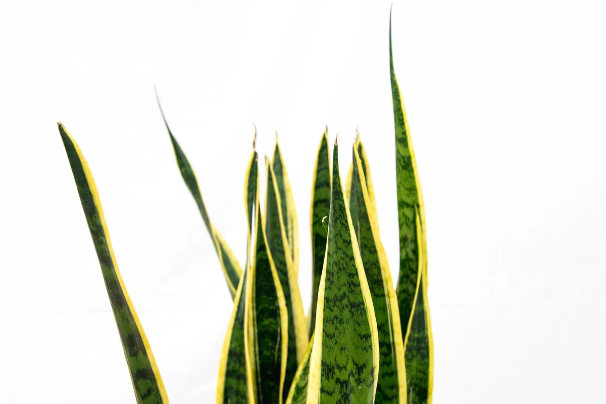 Comment dois-je couper mon Sansevieria ? - Green Bubble