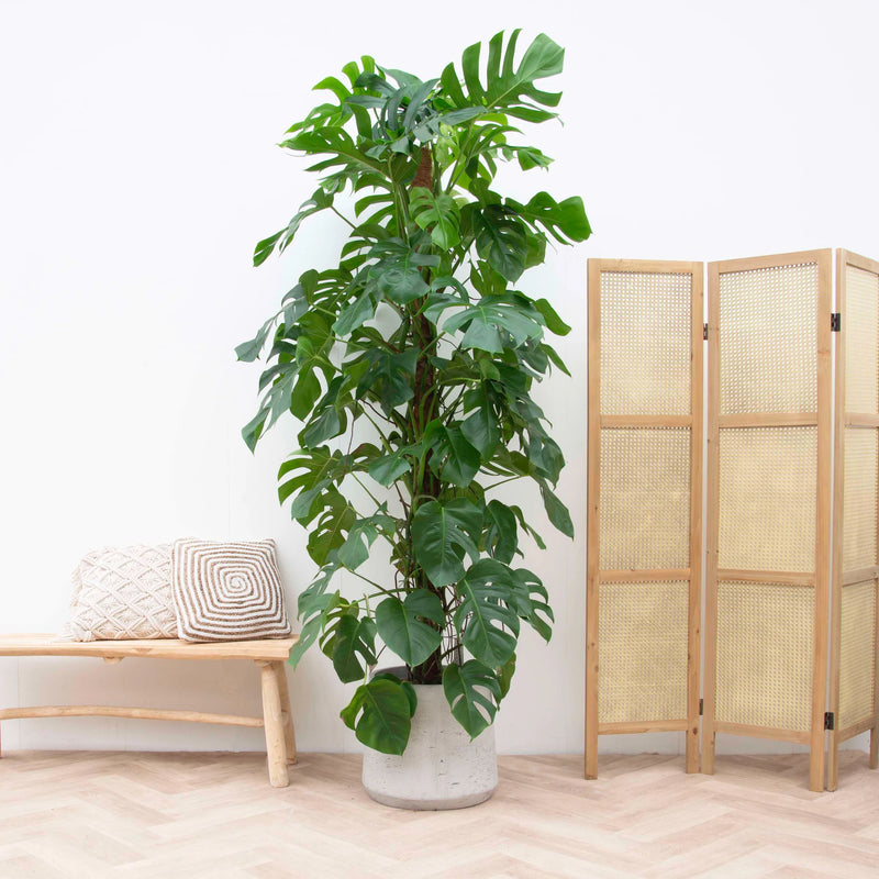 Alles wat je moet weten over de Monstera (gatenplant) - Green Bubble