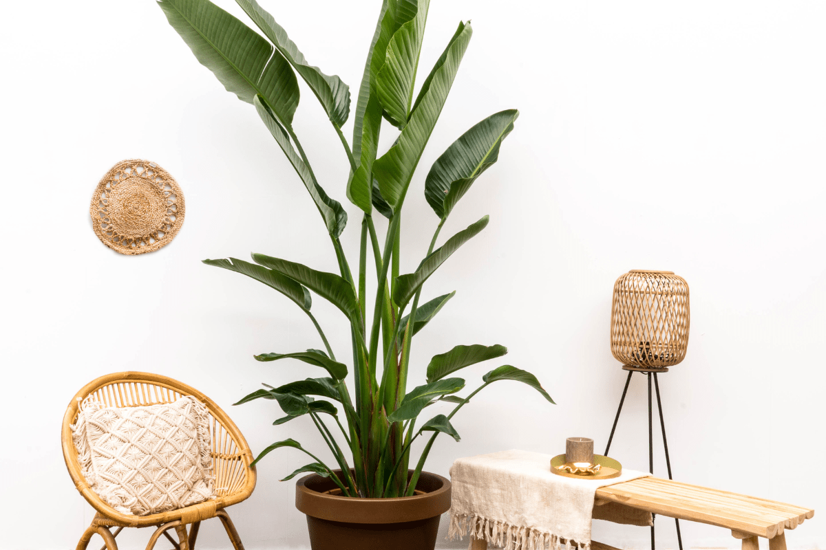 Plant trends 2025 - Green Bubble