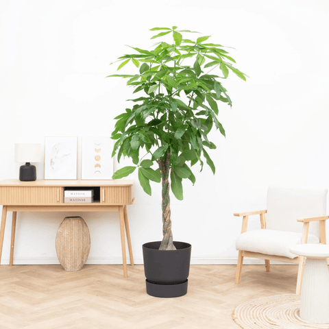Pleje af Pachira Aquatica collectie Green Bubble