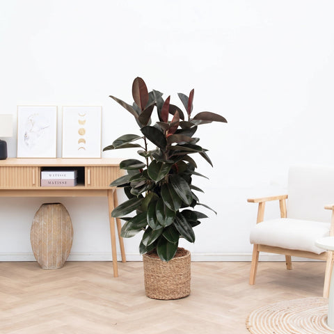 Verzorging Ficus Elastica Abidjan collectie Green Bubble