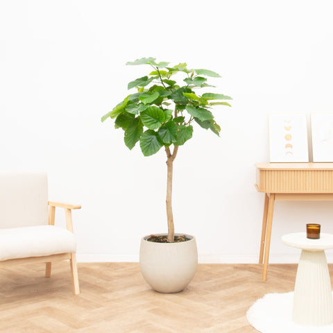 Verzorging Ficus Umbellata collectie Green Bubble