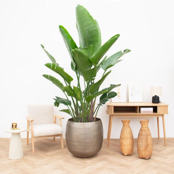 Kamerplant in pot of mand collectie Green Bubble