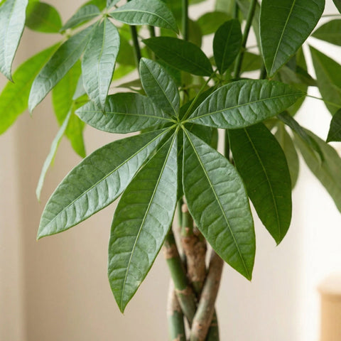 Pachira Aquatica (Geldboomplant) collectie Green Bubble