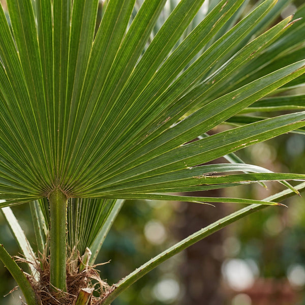 Cuidados de la Trachycarpus Fortunei collectie Green Bubble