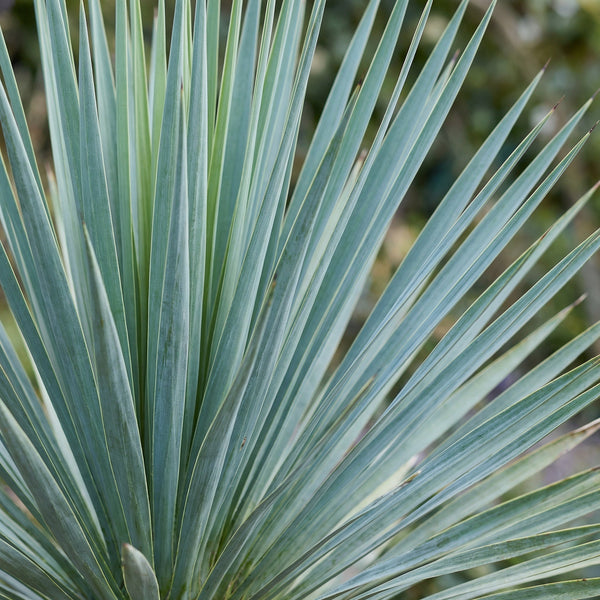 Verzorging Yucca Rostrata collectie Green Bubble