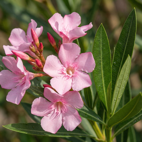 Verzorging Nerium Oleander collectie Green Bubble