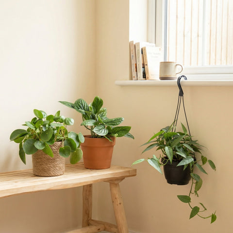 Budget plants collectie Green Bubble