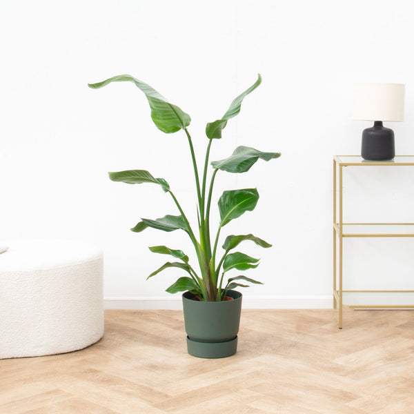 Normaal daglicht collectie Green Bubble