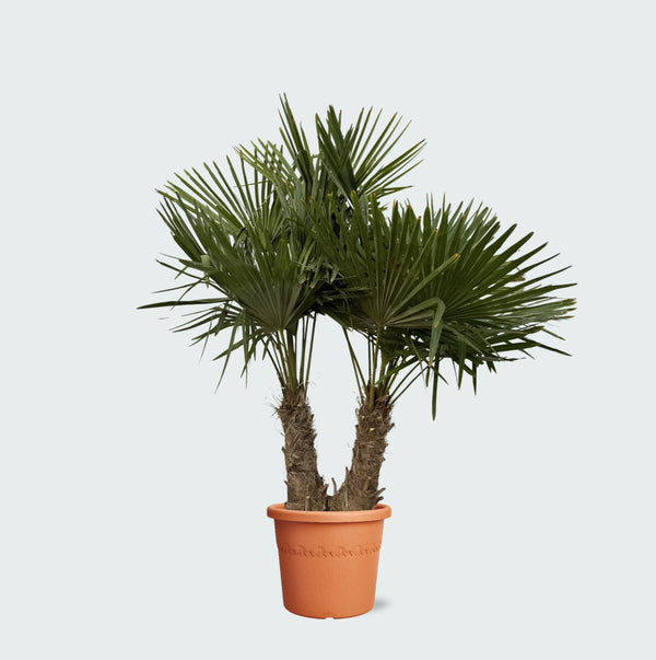 Mediterrane planten collectie Green Bubble