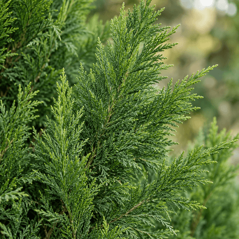 Verzorging Cupressus collectie Green Bubble