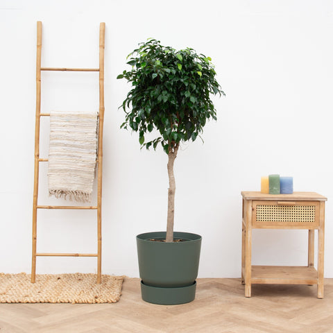 Verzorging Ficus Benjamina collectie Green Bubble