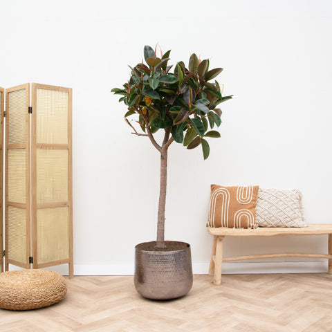 Verzorging Ficus Elastica Robusta collectie Green Bubble
