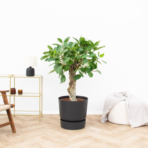 Verzorging Ficus Benghalensis Audrey collectie Green Bubble