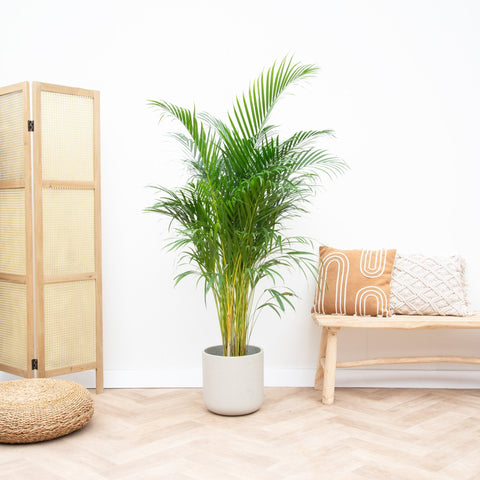 Verzorging Areca Palm collectie Green Bubble