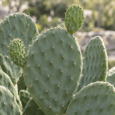 Verzorging Cactus Opuntia collectie Green Bubble