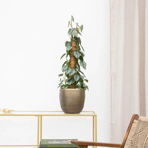 Pleje af filodendron collectie Green Bubble