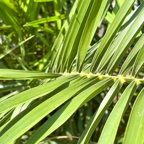 Verzorging Phoenix Canariensis collectie Green Bubble