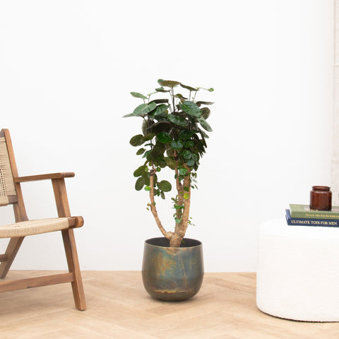 Verzorging Polyscias Fabian collectie Green Bubble