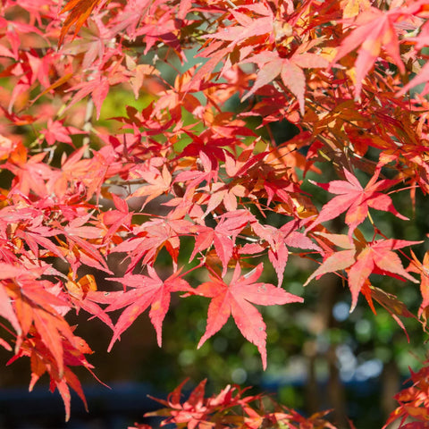 Verzorging Acer Palmatum collectie Green Bubble