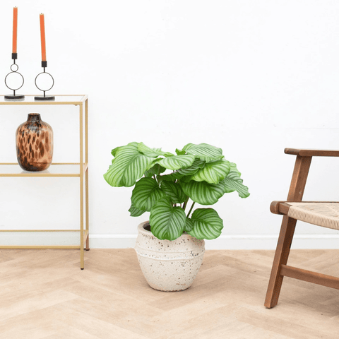 Pleje af calathea collectie Green Bubble