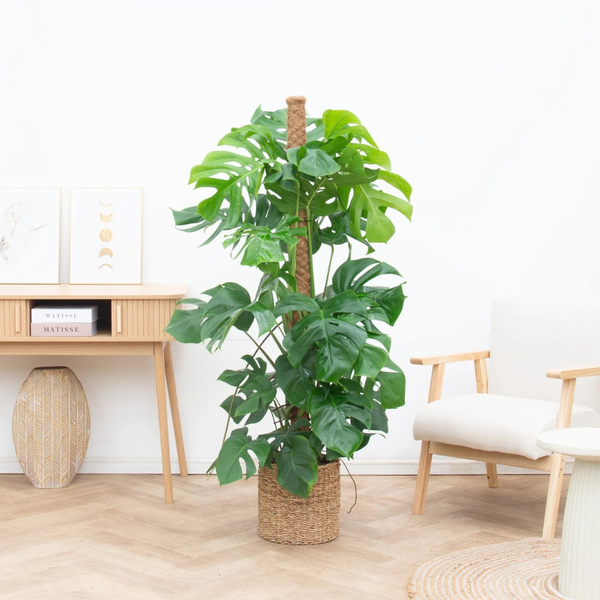 Verzorging Monstera collectie Green Bubble