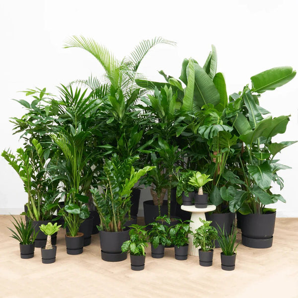 Kantoor pakketten collectie Green Bubble