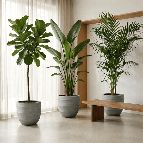 Plantas XL collectie Green Bubble