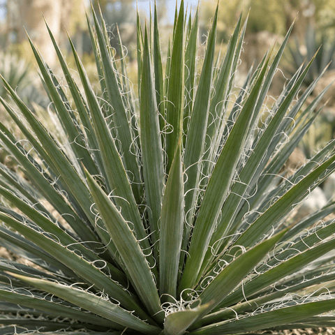 Verzorging Yucca Filifera collectie Green Bubble