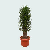 Yucca Filifera Australis - 180 cm